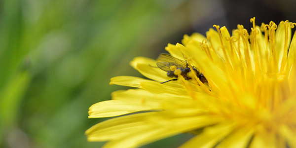 Close up photography image